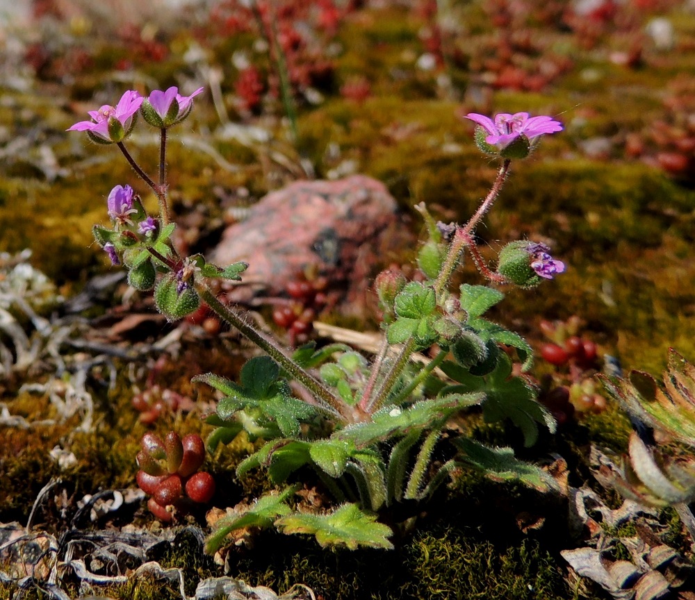 Geranium molle - pehmytkurjenpolvi on tavallisesti noin 5-30 cm korkea tai pitkä riippuen kasvutavasta. Varret ovat lähes tyveltä alkaen haarovat. Kuvassa on seuralaisena valkomaksaruohon, Sedum album, pullealehtisiä taimia. 31.5.2013. Copyright Hannu Kämäräinen.