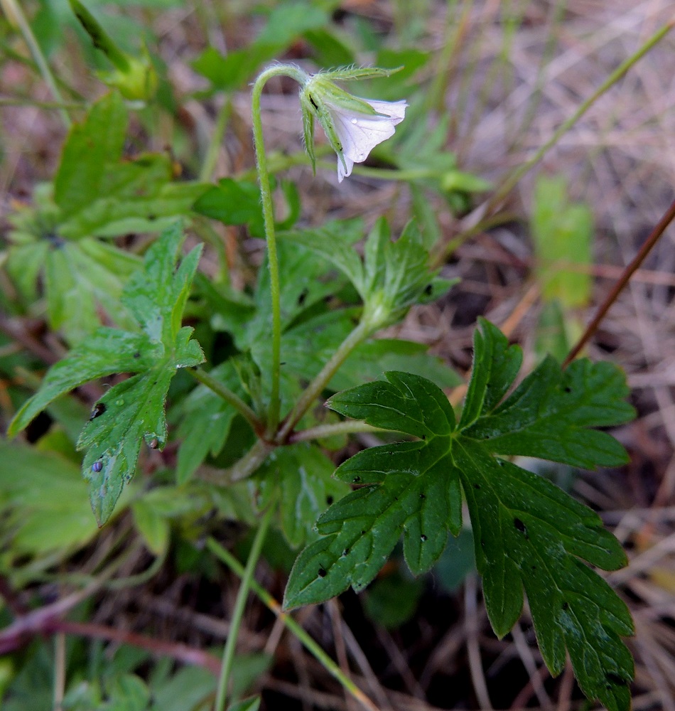 Geranium sibiricum - siperiankurjenpolven varsilehdet ovat vastakkaisesti pareittain. Kukat ovat varren ja haarojen latvassa lehtihankaisesti yksittäin hyvin harsuna kukintona. Kukintoperä on tiheästi alaspäisen ja valkoisen hapsikarvainen ja tavallisesti noin 1-5 cm pitkä. 8.7.2015. Copyright Hannu Kämäräinen.