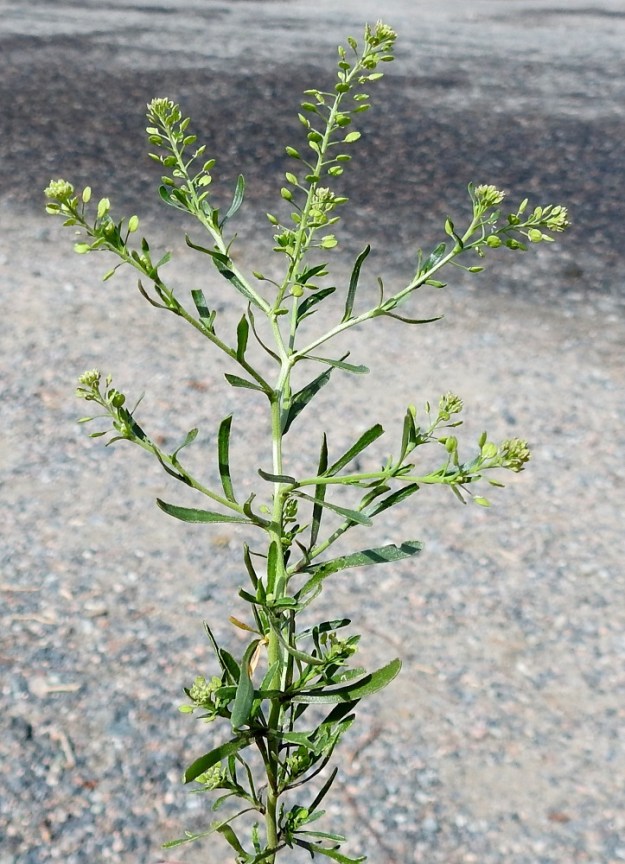 Lepidium neglectum - rikkakrassin varsi on latvaosastaan yläviistosti haarova. Sen ulkomuoto sijoittuu haaromistavan ja lituterttujen yleisasun perusteella aika lailla ratakrassin ja toisen lähilajin, pihakrassin, L. ruderale, välimaastoon. 24.6.2024. Copyright Hannu Kämäräinen.