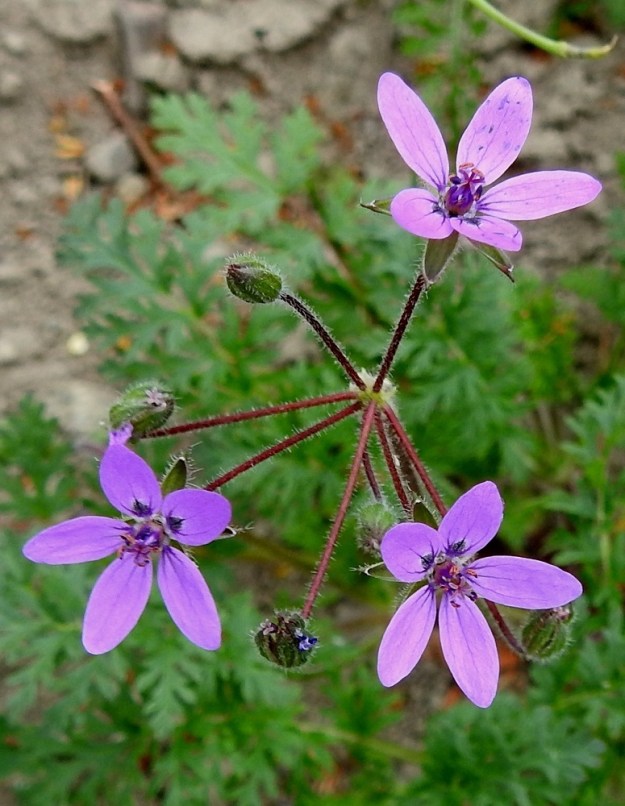 Erodium cicutarium - peltokurjennokan kukat ovat kukintoperän kärjessä noin 5-10 kukan sarjoina. EH, Hämeenlinna, Luolaja, Aleksis Kiven kadun laita Kreetankujan kulmauksessa, jossa uusi, nurmettamaton putkilinja, 9.7.2024. Copyright Hannu Kämäräinen.