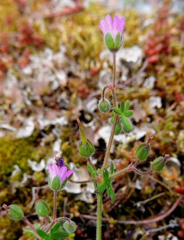 Geranium molle - pehmytkurjenpolven kukintohaarat ovat verson kärjessä ja yläosan lehtihangoissa. Ne ovat yleensä kaksikukkaisia. Kukkanuput ovat nuokkuvia. Ylimmät kukintohaarojen hankalehdet ovat lähes tai aivan ruodittomat ja usein ehytsormiset. 30.5.2013. Copyright Hannu Kämäräinen.