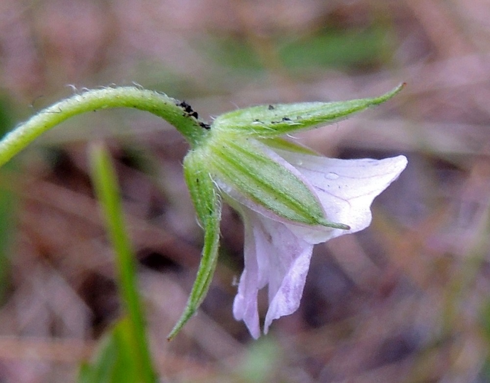Geranium sibiricum - siperiankurjenpolven verhiö on erilehtinen, ja verholehtiä on viisi. Ne ovat siirottavat, suikean- tai soikeanpuikeat, otakärkiset ja kalvoreunaiset sekä vihreät ja hapsikarvaiset. Pituutta niillä on tavallisesti noin 5,5-7 mm ja leveyttä leveimmältä kohtaa noin 1,2-1,7 mm. Odan osuus pituudesta on 0,8-1,2 mm. Terälehdet ovat noin verhiön mittaiset. 8.7.2015. Copyright Hannu Kämäräinen.