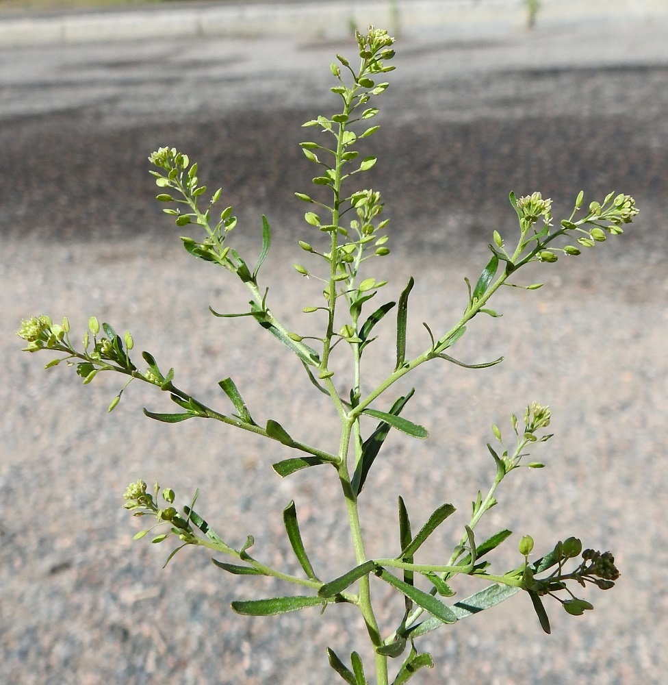 Lepidium neglectum - rikkakrassin kukinto on varren ja haarojen kärjessä terttumaisesti. Terttu pitenee kukinnan edetessä jopa 10-15 cm pitkäksi. Samaan aikaan, kun tertun kärki kukkii, alemmat osat ovat jo hedelmävaiheessa. 24.6.2024. Copyright Hannu Kämäräinen.