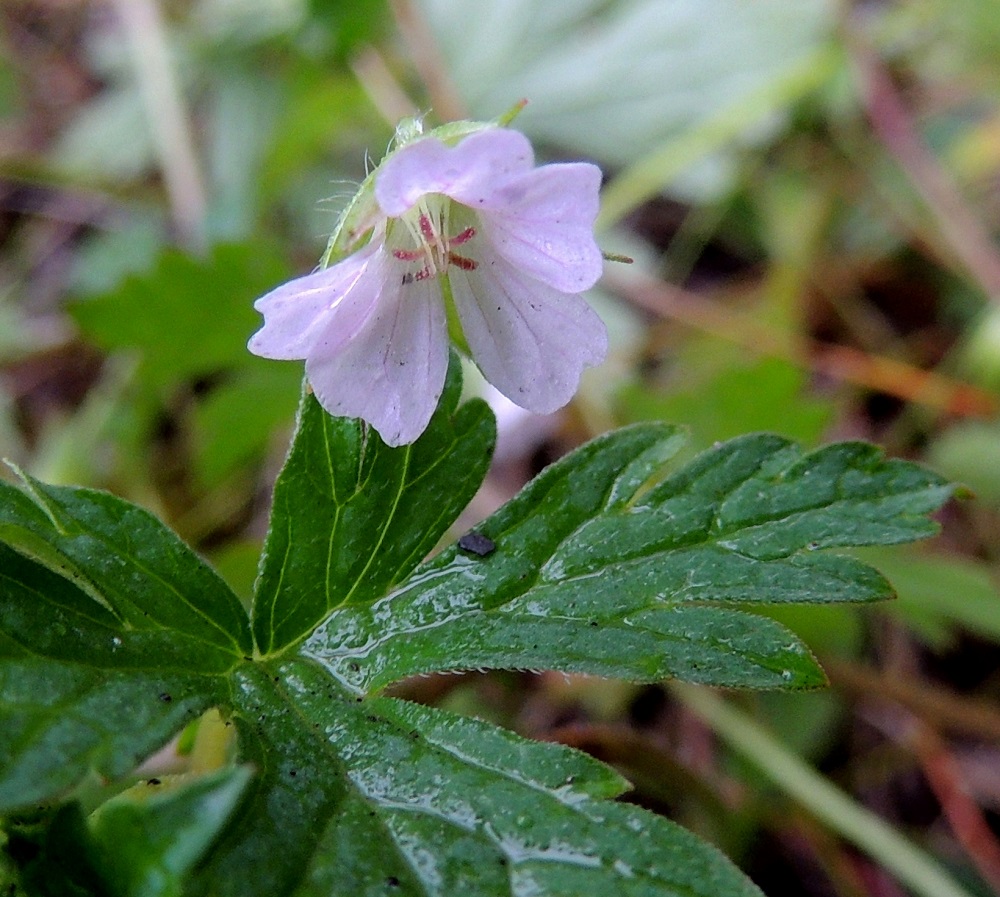 Geranium sibiricum - siperiankurjenpolven teriö on säteittäinen, vaalean sinipunainen, lähes tai aivan valkoinen ja tummempisuoninen sekä tavallisesti noin 10-13 mm leveä. Heteitä on kymmenen, ja ne ovat lopulta noin 3-4 mm pitkät. Palhot ovat valkoiset ja kuvassa jo pontensa menettäneet. Sikiäimen kärjessä oleva emin vartalo luotteineen on ennen luottien avautumista noin 1,5-2 mm pitkä. Luotteja on viisi, ja ne ovat punaiset sekä aktivoituessaan kääntyvät säteittäisesti sivulle. 8.7.2015. Copyright Hannu Kämäräinen.