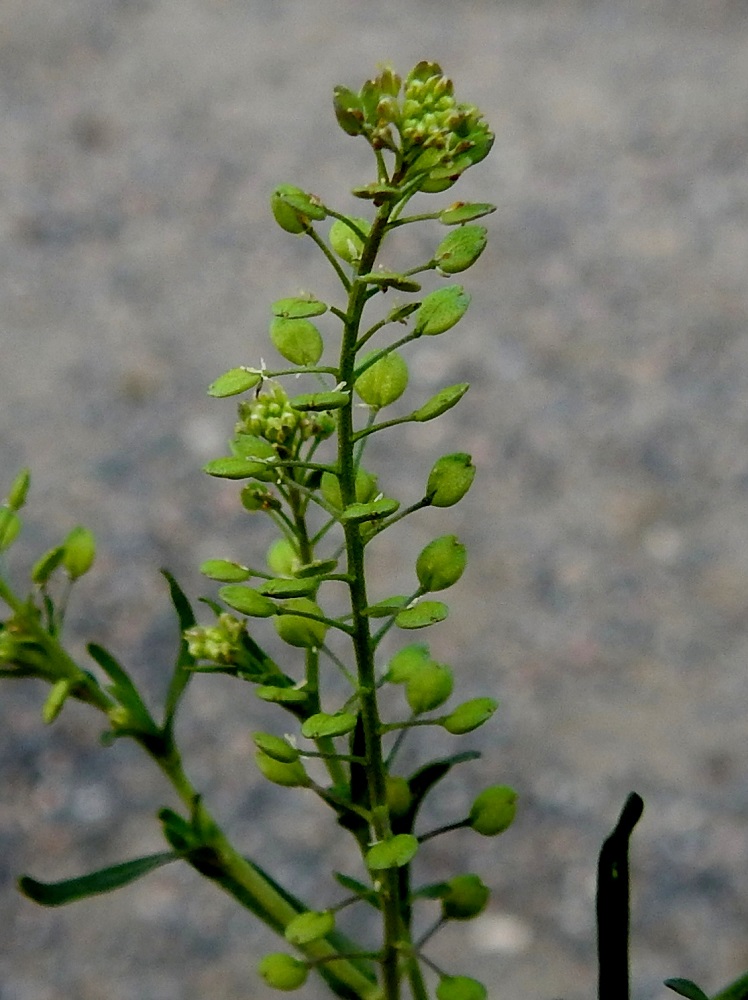 Lepidium neglectum - rikkakrassin kukintotertun lyhyt, kukkiva kärkiosa on hyvin tiheä ja noin 5 mm leveä. Varsinainen litujen osuus tertusta on enimmillään noin 10-15 mm leveä ja harsumpi kuin ratakrassilla (kuvassa osa sen liduista jo kellertäväksi kuivunut). Myös lituperät ovat keskimäärin ratakrassia pitemmät. 24.6.2024. Ratakrassin kuvauspaikka: EH, Hämeenlinna, Keinusaari, ratapihan ylittävän Viipurintien sillan kaakkoispuoli, sillan ali tulevan hiekkatien varsi ratapihan laidassa, 21.7.2012. Copyright Hannu Kämäräinen.