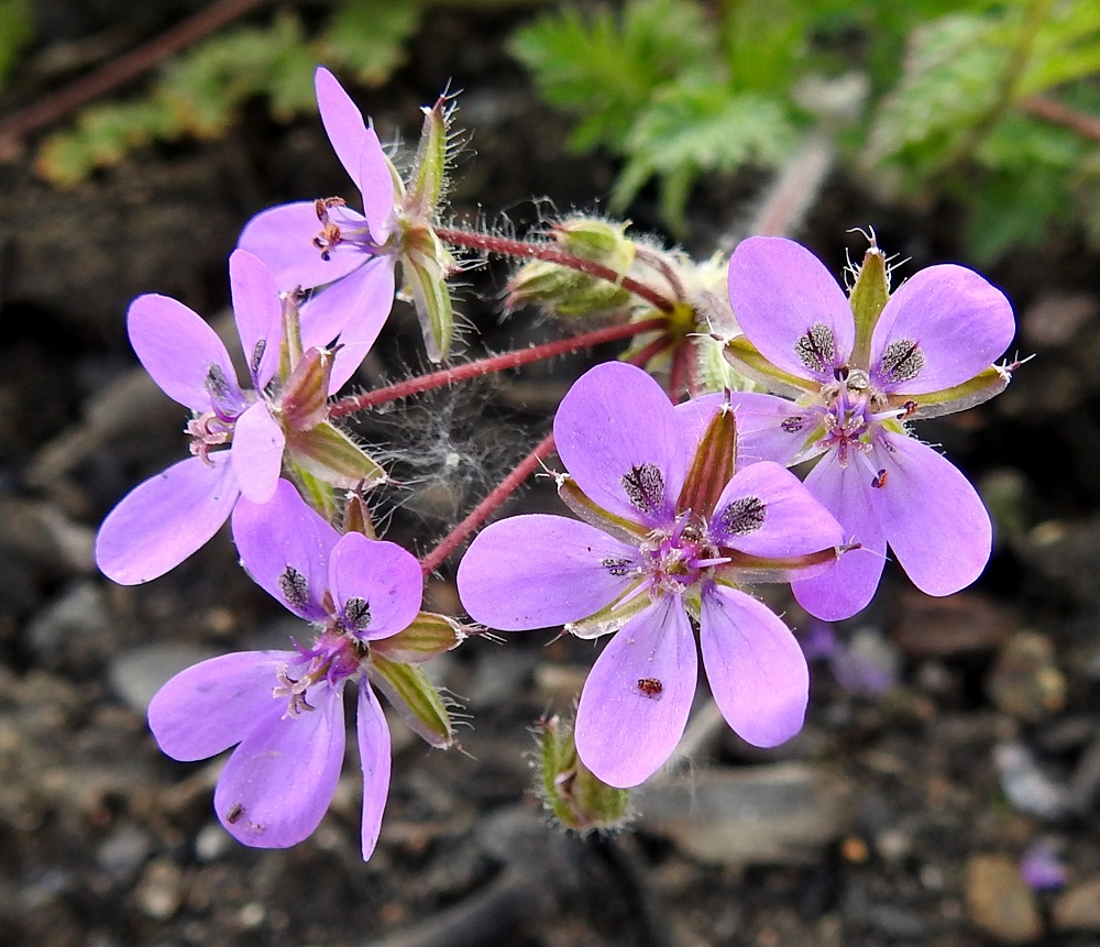 Erodium cicutarium - peltokurjennokan teriö on säteittäinen, vaaleanpunainen tai vaalean sinipunainen ja noin 10-15 mm leveä. Erillisiä terälehtiä on viisi. EH, Hämeenlinna, Pullerinmäki, Tiiriö, Katsastusmiehentien varrella olevan polttoaineen jakeluaseman ja pesuhallin tontin kapea istutuskaista, 7.6.2020. Copyright Hannu Kämäräinen.