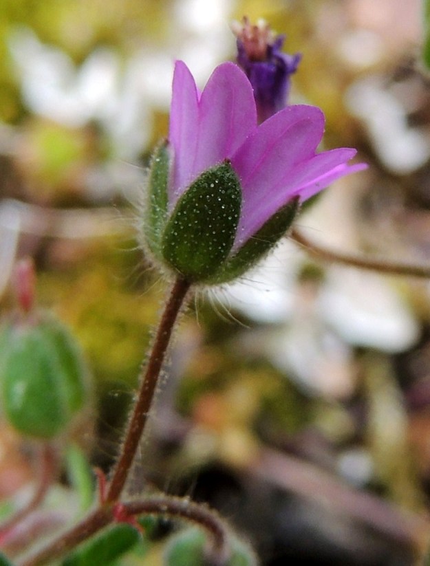 Geranium molle - pehmytkurjenpolven verhiö on erilehtinen, ja verholehtiä on viisi. Ne ovat yläviistoon siirottavat, soikeanpuikeat, lyhyesti otakärkiset ja kapean kalvoreunaiset sekä useimmiten vihreät, pitkän hapsikarvaiset ja lyhyen nystykarvaiset. Pituutta niillä on tavallisesti noin 3-4 mm ja leveyttä leveimmältä kohtaa noin 1,2-1,8 mm. Odan osuus pituudesta on 0,1-0,3 mm. Terälehdet ovat selvästi verholehtiä pidemmät toisin kuin lähilajilla, pihakurjenpolvella, G. pusillum. 30.5.2013. Copyright Hannu Kämäräinen.