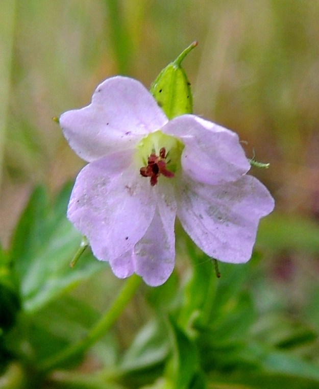 Geranium sibiricum - siperiankurjenpolven kukassa on viisi erillistä terälehteä. Ne ovat lähinnä soikean vastapuikeat, kapeaksi, lyhyeksi tyviosaksi eli kynneksi suippenevat ja lanttopäiset. Terälehdet ovat tavallisesti noin 5-7 mm pitkät ja leveimmältä kohtaa noin 3-3,5 mm leveät. 8.7.2015. Copyright Hannu Kämäräinen.