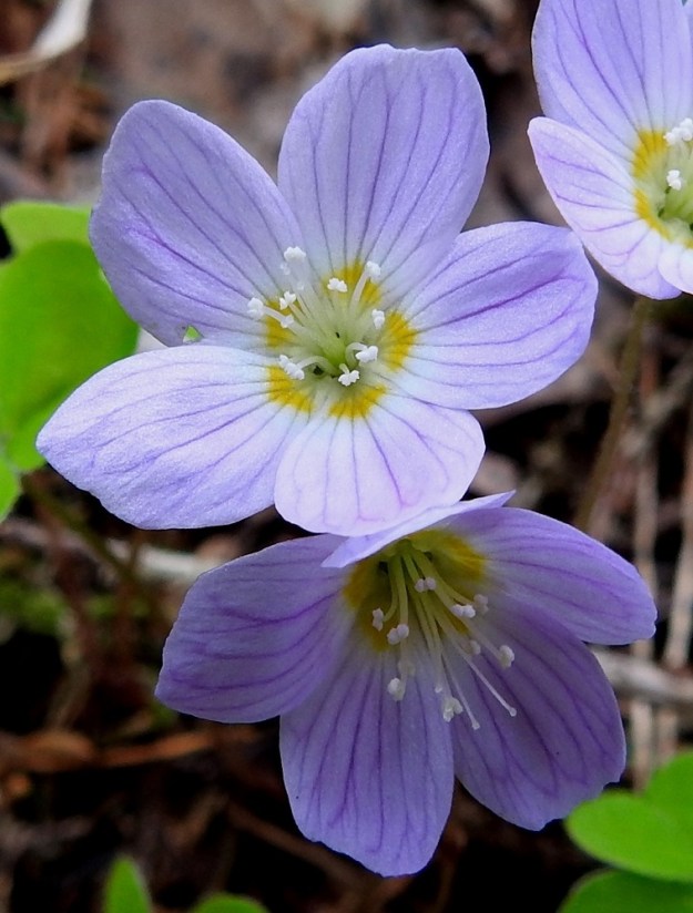 Oxalis acetosella - (metsä)käenkaalin teriö voi joskus olla myös punertava tai kuvan tavoin sinipunainen. Sinipunainen muoto on saanut aikanaan nimekseen f. lilacina. EH, Hämeenlinna, Pullerinmäki, Ahvenistonharju, luoteeseen laskeva harjurinne hyppyrimäen pohjoispuolella, 13.5.2025. Copyright Hannu Kämäräinen.