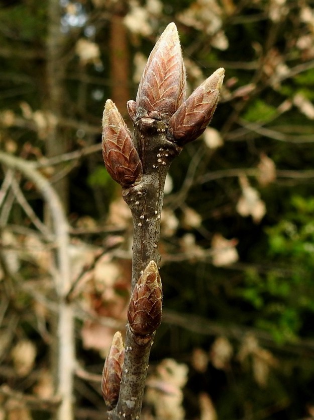 Quercus robur - metsätammen silmut ovat kapeanpuikeahkot, monisuomuiset ja ruskeat. Suomut ovat leveät ja pyöreä- tai suippokärkiset, ja niiden reuna on karvainen. EH, Hämeenlinna, Loimalahti, Kuokkamaa, Sammontien laitemetsikkö Myllyojan länsipuolella, luontaisesti levinnyt, nuori puu, 14.5.2025. Copyright Hannu Kämäräinen.