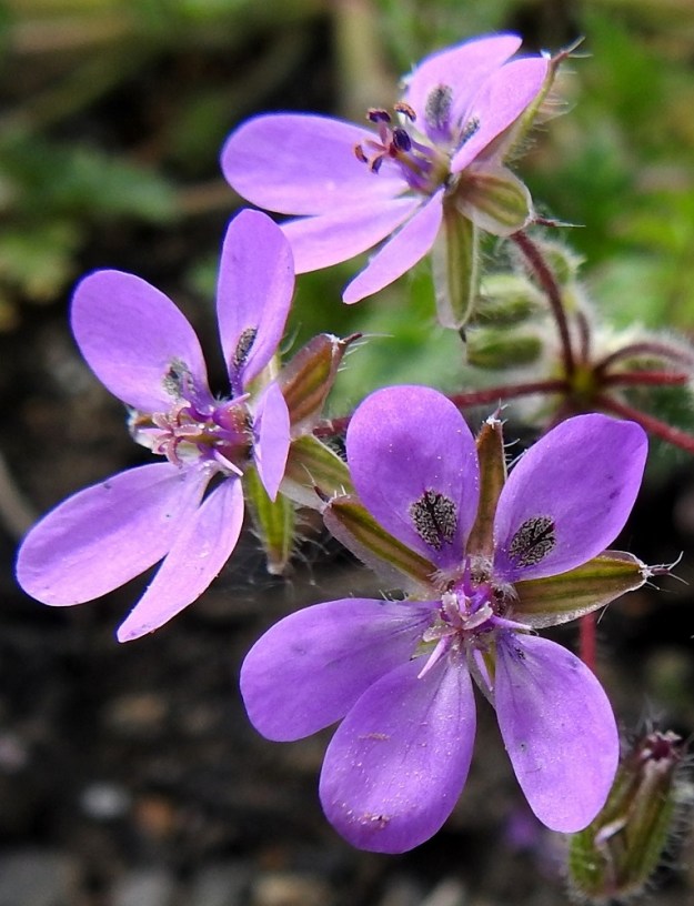 Erodium cicutarium - peltokurjennokan terälehdet ovat lähinnä soikean vastapuikeat, keskenään hieman eripituiset, kapeaksi ja lyhyeksi sekä karvareunaiseksi tyviosaksi suippenevat ja pyöreäpäiset. Heteitä on kymmenen, mutta niistä vain viisi on ponnellista hedettä. Loput viisi ovat suomumaisia joutoheteitä. Ponnelliset heteet ovat lopulta noin 3-4 mm pitkät. Sikiäimen kärjessä oleva emin vartalo luotteineen on ennen luottien avautumista noin 1,5-2 mm pitkä. Luotteja on viisi, ja ne aktivoituessaan kääntyvät säteittäisesti sivulle. EH, Hämeenlinna, Pullerinmäki, Tiiriö, Katsastusmiehentien varrella olevan polttoaineen jakeluaseman ja pesuhallin tontin kapea istutuskaista, 7.6.2020. Copyright Hannu Kämäräinen.