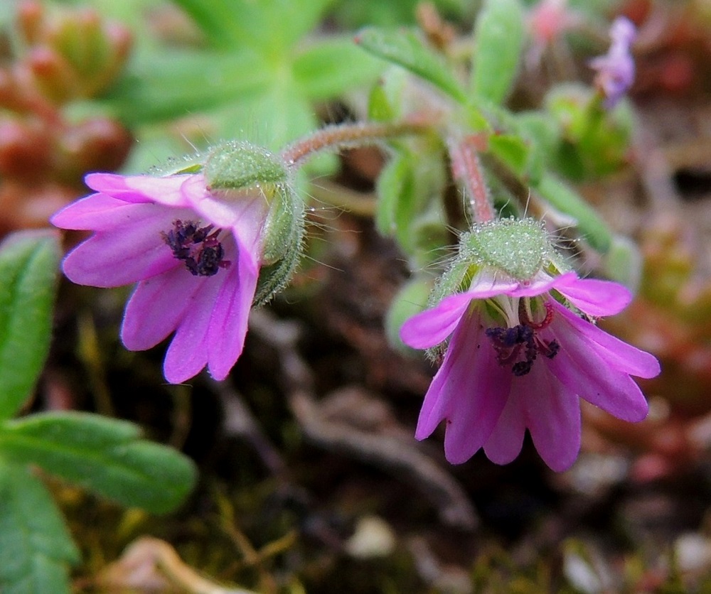 Geranium molle - pehmytkurjenpolven teriö on vaaleanpunainen ja terälehdet melko syvään lovi- tai lanttopäiset. Kukassa on kymmenen hedettä, ja ne ovat noin 2-3 mm pitkät. Palhot ovat valkoiset ja ponnet aluksi siniset. Kaikki heteet ovat ponnellisia. Pihakurjenpolvella osa heteistä on ponnettomia. Lisäksi siltä puuttuu kokonaan pitempi karvoitus. 30.5.2013. Copyright Hannu Kämäräinen.