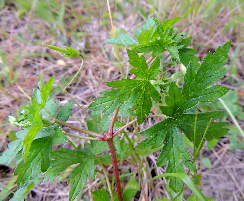 Geranium sibiricum - siperiankurjenpolven pitemmissä kukintoperissä on usein puolivälin maissa lähes tasasoukat ja pitkäsuippuisen teräväkärkiset esilehdet, jotka ovat noin 3-5 mm pitkät. Niiden kohdalta alkava varsinainen hedelmäperä on lopulta alaspäin taipuneen kaareva tai koukkumainen. 8.7.2015. Copyright Hannu Kämäräinen.