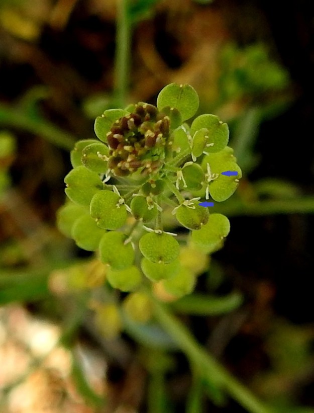 Lepidium neglectum - rikkakrassin kukan sikiäin on kehänpäällinen, pyöreä, litteähkö ja ruskea. Sen kärjessä on alle 0,1 mm pitkä vartalo pyöreine luotteineen. Vartalo näkyy kuvassa valkoisena myös alusta saakka täysin pyöreiden litujen kärkilovessa. Heteitä on kaksi tai harvemmin neljä. Kuvassa näkyy pari vaaleaa hedettä litujen tyvellä. Verholehtiä on neljä. Ne ovat kapeanpuikeat tai suikeahkot, kalvolaitaiset ja noin 1 mm pitkät. Kuivuneina ja vaaleina ne säilyvät jonkin aikaa vielä litujen tyvellä. Valkoisia terälehtiä on ristikkäisesti neljä. Niiden läsnäoloa ei kuitenkaan huomaa, koska ne ovat lähes surkastuneet rihmamaisen kapeiksi ja verholehtiä huomattavasti pienemmiksi. Kuvasta on nuolilla merkitty kaksi pikkiriikkistä, verhiön vieressä näkyvää terälehteä. Vallitsevan itsepölytyksen johdosta sikiäimet kehittyvät nopeasti ja ilman varsinaista havaittavaa kukintaa hedelmäliduiksi. 24.6.2024. Copyright Hannu Kämäräinen.
