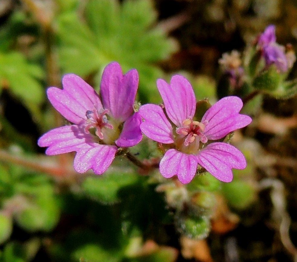 Geranium molle - pehmytkurjenpolven teriö on säteittäinen ja tavallisesti noin 6-10 mm, toisinaan jopa 12 mm leveä. Erillisiä terälehtiä on viisi. Ne ovat lähinnä soikean vastapuikeat, jyrkästi kapeaksi, lyhyeksi tyviosaksi eli kynneksi suippenevat ja tavallisesti noin 4-5 mm pitkät sekä leveimmältä kohtaa noin 2-3 mm leveät. 31.5.2013. Copyright Hannu Kämäräinen.
