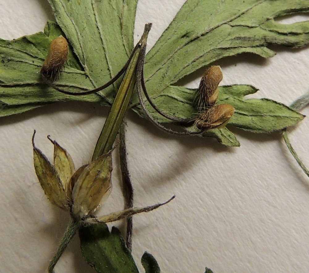 Geranium sibiricum - siperiankurjenpolven sikiäimestä kasvaa pysty, viisiosainen ja lyhytkarvainen lohkohedelmä, jossa on pitkä, nokkamainen ja siemenetön kärkiosa, jonka huipussa on kuivunut vartalo luotteineen. Kokonaisuus on yleensä noin 15-18 mm pitkä. Hedelmän kuivuessa lohkojen ulkoseinämiin kertyy voimistuvaa jännitettä, joka lopulta purkautuu niin, että nokkaosan lohkot kaareutuvat tai kiertyvät nopeasti ylöspäin ja parhaimmassa tapauksessa sinkoavat niiden tyveen kiinnittyneen hedelmyksen jonkin matkan päähän emokasvista. Lohkohedelmän viisi (kuvassa vain kolme jäljellä) hedelmystä ovat kellan- tai vaaleanruskehtavat, pitkänpyöreähköt, tyveä kohti pitkän myötäkarvaiset ja sileät. Ne ovat yksisiemeniset, noin 3-3,5 mm pitkät ja 1,5-1,7 mm paksut lokerot. 8.7.2015. Kuva näytteestä, copyright Hannu Kämäräinen.