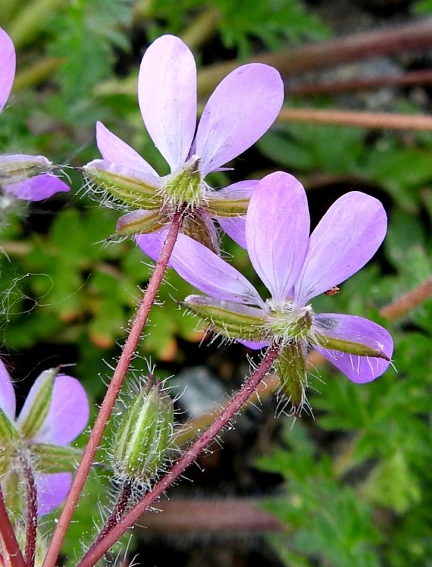 Erodium cicutarium - peltokurjennokan verhiö on erilehtinen, ja verholehtiä on viisi. Ne ovat siirottavat, suikean- tai soikeanpuikeat, otakärkiset ja kalvoreunaiset sekä vihreät tai punertavat, monipituisen nystykarvaiset ja pitkän hapsikarvaiset. Pituutta niillä on tavallisesti noin 5-7 mm ja leveyttä leveimmältä kohtaa noin 1,5-2,5 mm. Odan osuus pituudesta on 0,5-1 mm. Kukkaperät ovat monipituisen nystykarvaiset. EH, Hämeenlinna, Pullerinmäki, Tiiriö, Katsastusmiehentien varrella olevan polttoaineen jakeluaseman ja pesuhallin tontin kapea istutuskaista, 7.6.2020. Copyright Hannu Kämäräinen.