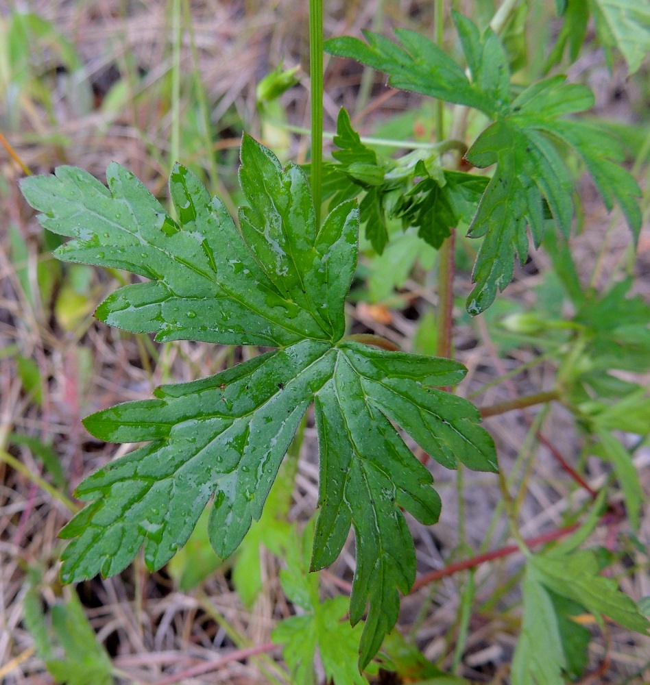 Geranium sibiricum - siperiankurjenpolven alus- ja varsilehtien lapa on kourasuoninen, yleensä kulmikkaan viisiliuskaisesti syvään sormijakoinen ja päältä vihreä sekä tavallisesti noin 3-7 cm läpimitaltaan. Ylimmät lehdet ovat em. mittaväliä pienemmät. Aluslehdet voivat olla myös seitsemänliuskaisia ja ylemmissä varsilehdissä liuskoja on usein vain kolme. Lavan tyvilovi on leveähkö. 8.7.2015. Copyright Hannu Kämäräinen.