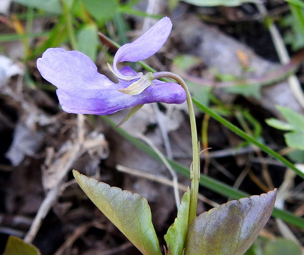 Viola reichenbachiana - pyökkiorvokin kukkaperän yläosassa on kaksi rinnakkaista tai allekkain olevaa, äimämäistä esilehteä, jotka ovat yleensä noin 3-5 mm pitkiä. Verholehtiä on viisi, ja ne ovat lähinnä kapeanpuikeat, tasaisesti teräväksi kärjeksi suippenevat ja tyvilisäkkeelliset. Ne ovat tyvilisäkkeen kanssa yleensä noin 7-8 mm pitkät ja leveimmältä kohtaa noin 1,5-2 mm leveät. Tyvilisäkkeet ovat tylppäpäiset ja toisinaan hieman matalahampaiset sekä noin 0,5-1 mm pitkät. Kuvassa olevat tyvilisäkkeet edustavat mittavaihtelun alapäätä. Metsäorvokilla tyvilisäkkeet ovat pitemmät, noin 2-3 mm pitkät. 19.5.2025. Copyright Hannu Kämäräinen.