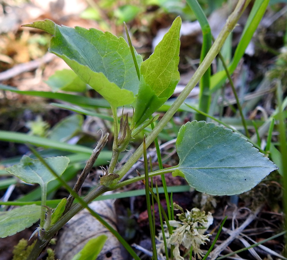 Viola reichenbachiana x riviniana - pyökkiorvokin ja metsäorvokin risteymän lehtikorvakkeet eivät kantalajien korvakkeiden samankaltaisuuden ja vaihtelevuuden vuoksi anna mitään tukea risteymien tunnistamiseen. Kuvan yksilöllä korvakkeiden ripsihampaat ovat noin korvakkeen leveyden pituiset tai lyhyemmät. 19.5.2025. Copyright Hannu Kämäräinen.