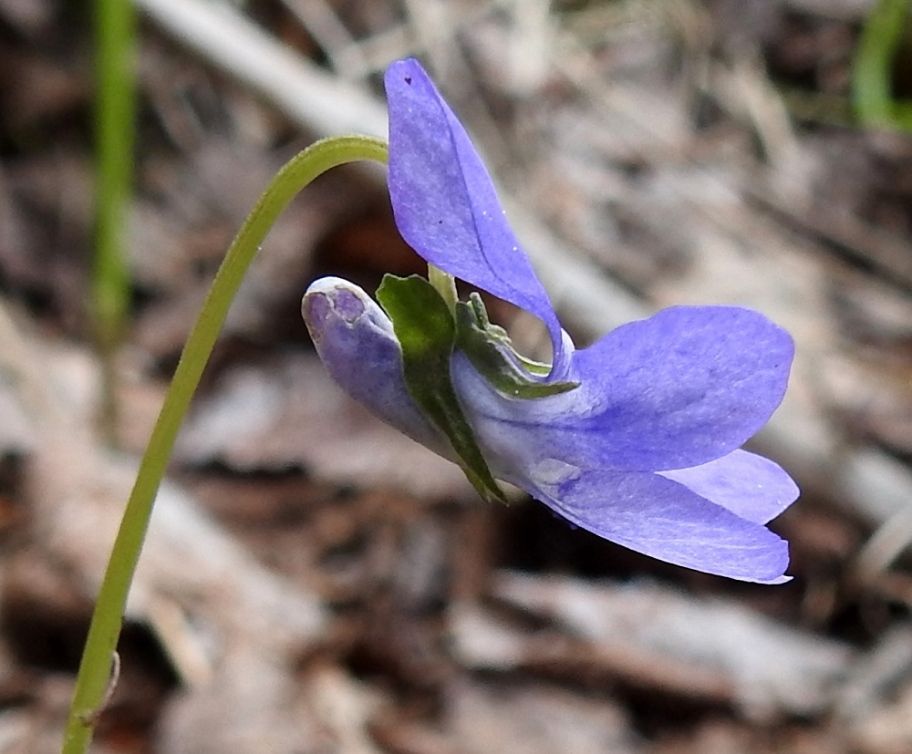 Viola riviniana - metsäorvokin teriön kannus voi olla myös ylöspäin kaareva ja väriltään vaalean sininen. Viidestä heteestä kahden alimmaisen tyvellä on mesiäinen, joka erittää kannukseen mettä. Mesi houkuttelee lentäviä hyönteisiä, jotka kukissa vieraillessaan samalla pölyttävät ne. Muurahaisiakin mesi kiinnostaa. Kuvan kukassa ne ovat purreet kannukseen kaksikin reikää mesivarkaissa käydessään. St, Sastamala, Vammala, Kaltsila, Poukonvuoren lehtometsärinne, 16.5.2019. Copyright Hannu Kämäräinen.