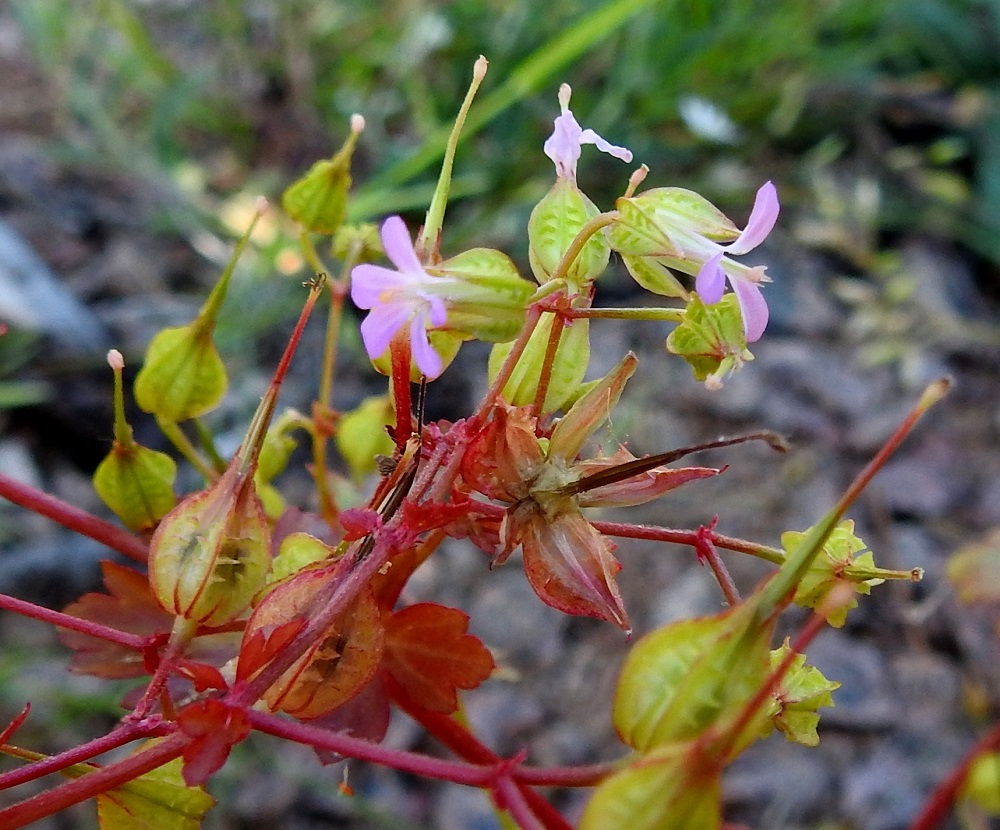 Geranium lucidum - kiiltokurjenpolven hedelmykset näyttävät olevan heikohkosti kiinni rullalle kiertyvissä hedelmälohkoissa ja näin ollen harvemmin lennähtävät lohkojännitteen auttamina kauemmaksi. Tuuli voi kuitenkin heiluttaa avautuvaa verhiötä sen verran, etteivät kaikki hedelmykset aivan emokasvin juurillekaan varise. Kuvan keskiosassa näkyy avautunut ja tyhjentynyt hedelmys verholehtineen. Vasemman laidan vielä kiinni olevassa hedelmässä näkyy hyvin nokaksi kasvaneen sikiäimen ja punaisen verhiön raja. 21.6.2023. Copyright Hannu Kämäräinen.