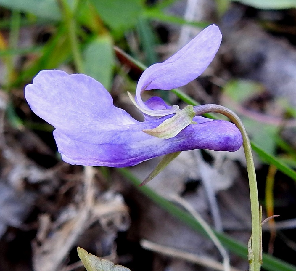 Kuvassa 1 on selkeä pyökkiorvokin, Viola reichenbachiana, kukka. Teriö on sinipunainen ja noin 12-18 mm pitkä. Teriön kannus on noin 3-5 mm pitkä ja tummahkon sinipunainen. Verholehtien tyvilisäkkeet ovat tylppäpäiset ja noin 0,5-1 mm pitkät. 19.5.2025. Kuvassa 2 on pyökki- ja metsäorvokin risteymän, V. reichenbachiana x riviniana, kukka. Sen teriö on yleensä enemmän sininen kuin sinipunertava ja näyttää tavallisesti olevan noin 15-20 mm pitkä. Kannus on suorahko, noin 4-6 mm pitkä ja siinä voi aika usein nähdä sinipunaista sävyä. Verholehtien tyvilisäkkeet ovat useimmiten tylppäpäiset ja noin 1,4-1,7 mm pitkät.  19.5.2025. Kuva 3 esittää metsäorvokin, V. riviniana, teriömuotoa, jossa terälehtien lisäksi myös kannus on sinisävyinen ja vielä ylöspäin kaareva. Teriössä on paljon yhtenevyyttä kuvan 2 risteymän kanssa. Olennainen ero löytyy kuitenkin verholehtien tyvilisäkkeistä, jotka metsäorvokilla ovat noin 2-3 mm pitkät. Kuvasarjan kasvupaikalla ei kasvanut puhtaita, sinikannuksisia metsäorvokkeja. Kuva: St, Sastamala, Vammala, Kaltsila, Poukonvuoren lehtometsärinne, 16.5.2019. Kuva 4 edustaa metsäorvokin helpommin risteymästä erottuvaa, valkokannuksellista muotoa. Teriö on noin 15-25 mm pitkä. Myös verholehtien pitkät tyvilisäkkeet leveiden terälehtien ohella tukevat käsitystä tyypillisestä metsäorvokista. 18.5.2025. Copyright Hannu Kämäräinen.