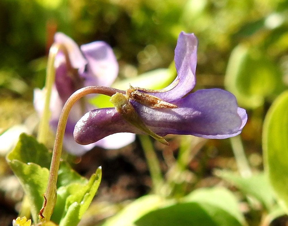 Viola reichenbachiana - pyökkiorvokin kannus on noin 3-5 mm pitkä, noin 2 mm paksu, jokseenkin suora tai toisinaan hieman alaspäin kaareutuva ja pyöreäpäinen. Kuvassa vasemmalla näkyvän verholehden tyvilisäke on edellä mainitun mittavaihtelun (0,8-1,3 mm) ylärajalla. Muissa näkyvissä verholehdissä lisäke on selvästi lyhyempi. 19.5.2025. Copyright Hannu Kämäräinen.