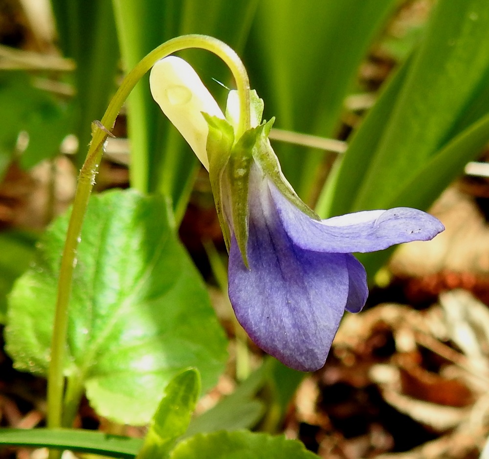 Viola riviniana - metsäorvokin verholehdet ovat lähinnä kapeanpuikeat, tasaisesti teräväksi kärjeksi suippenevat ja tyvilisäkkeelliset. Ne ovat lisäkkeen kanssa yleensä noin 7-11 mm pitkät ja leveimmältä kohtaa noin 1,5-2,5 mm leveät. Tyvilisäkkeet ovat pyöreä-, tylppä- tai hammaspäiset ja noin 2-3 mm pitkät. Kukkaperän yläosassa on kaksi rinnakkaista tai allekkain olevaa, kapean kolmiomaista tai äimämäistä esilehteä, jotka ovat yleensä noin 3-5 mm pitkät. A, Lemland, Nåtö, saaren pohjoisosan luonnonsuojelualue, pähkinälehto, 18.5.2025. Copyright Hannu Kämäräinen.