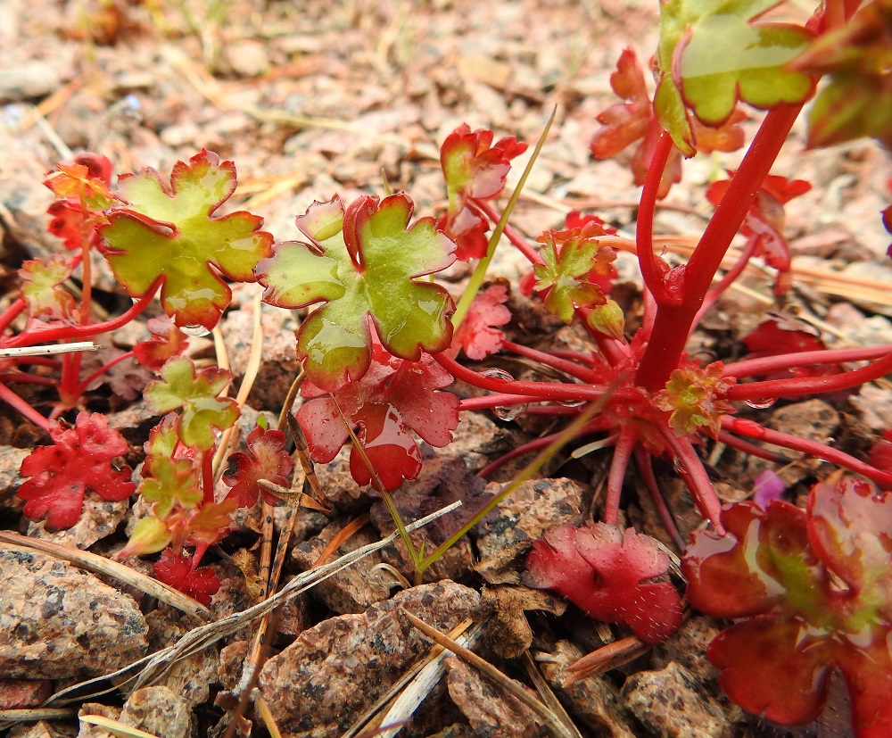 Geranium lucidum - kiiltokurjenpolven varsi ja lehtiruodit ovat lähes tai aivan kaljut. Tyvilehtien ruoti on useimmiten noin 3-15 cm pitkä. Alempien varsilehtien ruoti on pituudeltaan tyvilehtien luokkaa ja lyhenee latvaa kohti. Tyvilehtien lapa on ulkokehältään pyöreä, tyviloveltaan kapea, kourasuoninen ja 5-7-liuskaisesti sormijakoinen sekä kiiltävä ja tavallisesti noin 2-4 cm läpimitaltaan. Kaikki lehdet ovat korvakkeelliset. Korvakkeet ovat kalvo- tai suomumaiset, punaiset tai ruskehtavat, kapean kolmiomaiset tai puikeahkot ja noin 1,5-3 mm pitkät. 22.5.2025. Copyright Hannu Kämäräinen.