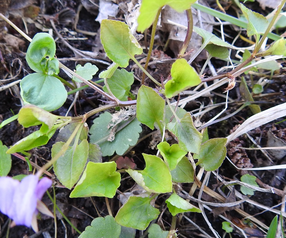 Viola reichenbachiana - pyökkiorvokin ruusukelehtien ruoti on yleensä noin 2-6 cm pitkä ja varsilehtien ruoti ylöspäin lyheten noin 1-3 cm pitkä. Lehdet ovat korvakkeelliset. Korvakkeet ovat hyvin kapeanpuikeat, pitkäsuippuisen teräväkärkiset ja tavallisesti noin 5-10 mm pitkät. Ne ovat laidoiltaan siirottavasti ripsihampaiset. Hampaat ovat noin korvakkeen leveyden pituiset. Ruusuke- ja varsilehtien lapa on herttamainen, tyviloveltaan leveä ja kärjestään terävähkö. Se on nyhälaitainen, päältä vihreä ja alta harmahtavan vihreä tai sinipunertava. Lehtilapa on tavallisesti noin 1,5-4 cm pitkä ja noin pituutensa levyinen. 19.5.2025. Copyright Hannu Kämäräinen.