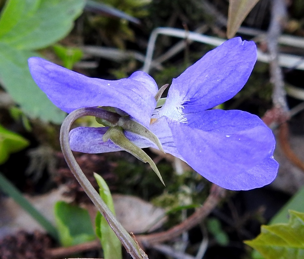 Kuvassa 1 on selkeä pyökkiorvokin, Viola reichenbachiana, kukka. Teriö on sinipunainen ja noin 12-18 mm pitkä. Teriön kannus on noin 3-5 mm pitkä ja tummahkon sinipunainen. Verholehtien tyvilisäkkeet ovat tylppäpäiset ja noin 0,5-1 mm pitkät. 19.5.2025. Kuvassa 2 on pyökki- ja metsäorvokin risteymän, V. reichenbachiana x riviniana, kukka. Sen teriö on yleensä enemmän sininen kuin sinipunertava ja näyttää tavallisesti olevan noin 15-20 mm pitkä. Kannus on suorahko, noin 4-6 mm pitkä ja siinä voi aika usein nähdä sinipunaista sävyä. Verholehtien tyvilisäkkeet ovat useimmiten tylppäpäiset ja noin 1,4-1,7 mm pitkät.  19.5.2025. Kuva 3 esittää metsäorvokin, V. riviniana, teriömuotoa, jossa terälehtien lisäksi myös kannus on sinisävyinen ja vielä ylöspäin kaareva. Teriössä on paljon yhtenevyyttä kuvan 2 risteymän kanssa. Olennainen ero löytyy kuitenkin verholehtien tyvilisäkkeistä, jotka metsäorvokilla ovat noin 2-3 mm pitkät. Kuvasarjan kasvupaikalla ei kasvanut puhtaita, sinikannuksisia metsäorvokkeja. Kuva: St, Sastamala, Vammala, Kaltsila, Poukonvuoren lehtometsärinne, 16.5.2019. Kuva 4 edustaa metsäorvokin helpommin risteymästä erottuvaa, valkokannuksellista muotoa. Teriö on noin 15-25 mm pitkä. Myös verholehtien pitkät tyvilisäkkeet leveiden terälehtien ohella tukevat käsitystä tyypillisestä metsäorvokista. 18.5.2025. Copyright Hannu Kämäräinen.