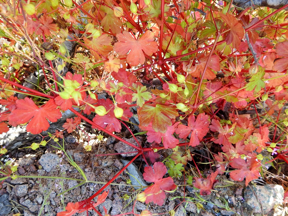 Geranium lucidum - kiiltokurjenpolvi kasvaa parhaimmillaan tiheänä ja sekavana varsikkona, josta yksilörajoja on vaikea erottaa. Lehtien väri vaihtelee vihreästä punaiseen tai punakirjavaan. Varsilehtien lapa on aluslehtien kaltainen mutta pienenee ja yksinkertaistuu latvaa kohti. Myös tyvilovi levenee. 21.6.2023. Copyright Hannu Kämäräinen.