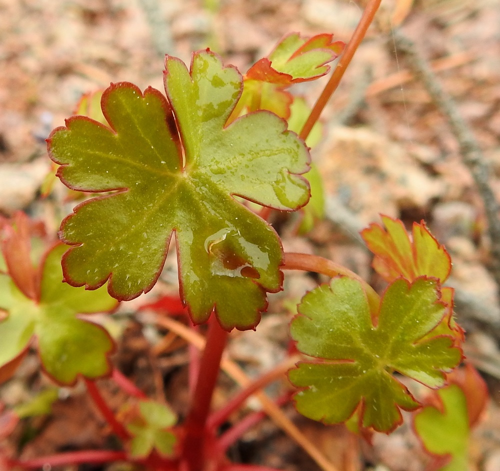 Geranium lucidum - kiiltokurjenpolven lehtiliuskat ovat pyöreän vastapuikeat, kärkiosastaan usein lyhyesti toistamiseen leveäliuskaiset ja monikokoisen pyöreähampaiset. Hampaat ovat lyhyen otakärkiset. Lehtilapa on molemmin puolin kalju tai päältä vaihtelevasti lyhyen myötäkarvainen. 22.5.2025. Copyright Hannu Kämäräinen.