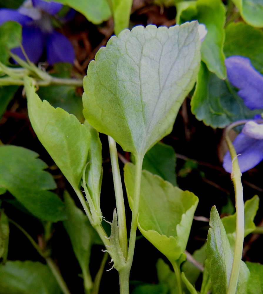 Viola riviniana - metsäorvokin Lehtien korvakkeet ovat suikeat, pitkäsuippuisen teräväkärkiset tai ylempänä lähes äimämäiset ja laidoiltaan siirottavasti ripsihampaiset. Hampaat ovat pitkiä, ja niitä on yleensä runsaasti mutta toisinaan niukemmin. Korvakkeet ovat tavallisesti noin 7-15 mm pitkät ja ilman hampaita leveimmältä kohtaa noin 0,5-2 mm leveät. A, Lemland, Nåtö, saaren pohjoisosan luonnonsuojelualue, pähkinälehto, 19.5.2025. Copyright Hannu Kämäräinen.