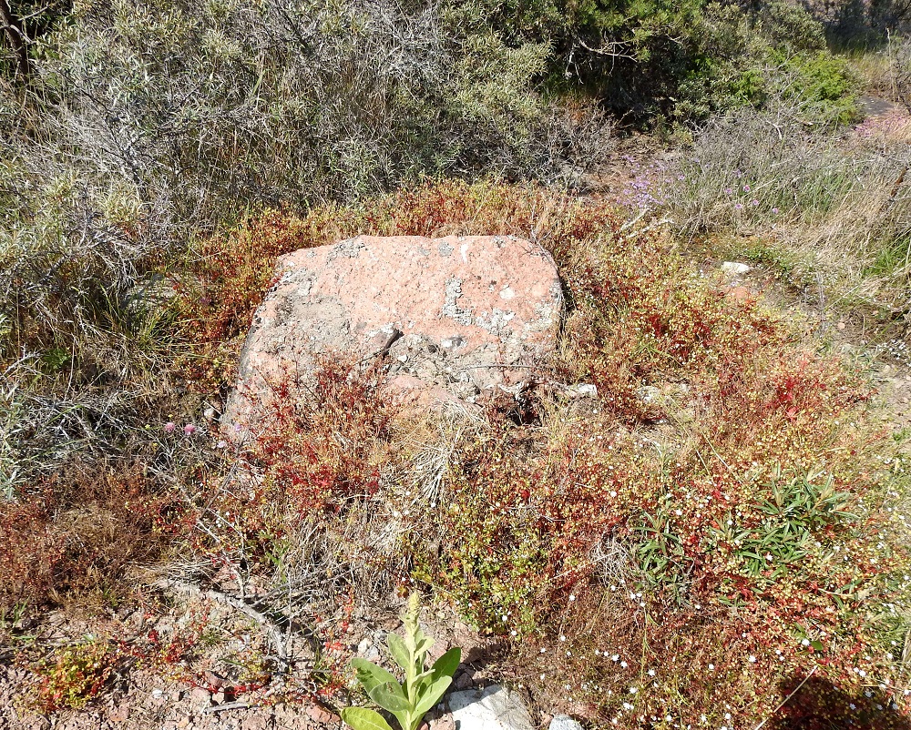 Geranium lucidum - kiiltokurjenpolvi on Suomessa alkuperäinen laji, joka on Ahvenanmaalla laaja-alainen mutta kuitenkin aika vähälukuinen ja Varsinais-Suomen eliömaakunnan saaristossa harvinainen. Se on luokiteltu silmälläpidettäväksi lajiksi (NT). Kasvupaikkoina ovat lähinnä merenrantakalliot, lehtokalliot, kallioiden vierustat, louhikot ja ulkosaariston lintuluodot. Laji on kalkin- ja typensuosija. Linnut ovatkin tärkeä menestystekijä kiiltokurjenpolvelle. Munankuoret ja ulosteet tarjoavat maaperään kalkkia silloinkin, kun sitä ei kallioperästä löydy, ja jätökset lataavat karuunkin kamaraan lajin suosimaa typpeä. Niinpä kuvan tavoin tiheitäkin kasvustoja voi löytää lintujen istumakivien ympäriltä. 21.6.2023. Copyright Hannu Kämäräinen.