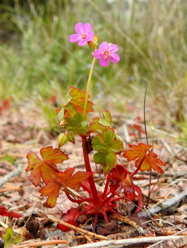 Geranium lucidum - kiiltokurjenpolvi on yksi- tai kaksivuotinen. Aluksi se on vain noin 5 cm korkea ja haaraton. A, Eckerö, Skag, Kråkskärin länsilaita, tasainen rantakallioalue Skagvägenin pikkutien päässä, 22.5.2025. Koko kuvasarja on samalta kasvupaikalta. Copyright Hannu Kämäräinen.