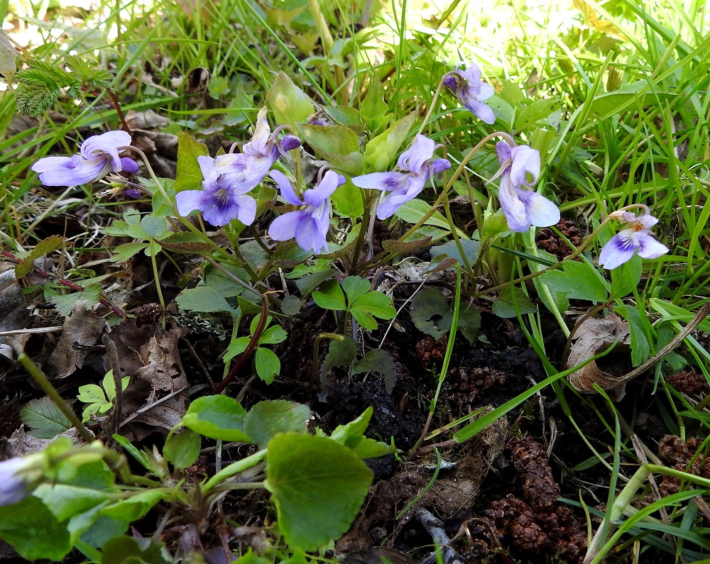 Viola reichenbachiana - pyökkiorvokki on monivuotinen ja yleensä monivartinen ruoho. Se on Suomessa alkuperäinen laji, jonka vähäiset esiintymät rajoittuvat Ahvenanmaan eliömaakuntaan. Sen esiintymisalue kattaa suuren osan Eurooppaa, mutta Ahvenanmaalla laji on pohjoisella rajallaan. Tunnettuja kasvupaikkoja on alle kymmenen, ja osasta niistäkin pyökkiorvokki lienee jo hävinnyt. A, Lemland, Nåtö, saaren pohjoisosan luonnonsuojelualue, 19.5.2025. Koko kuvasarja on samalta kasvupaikalta. Copyright Hannu Kämäräinen.