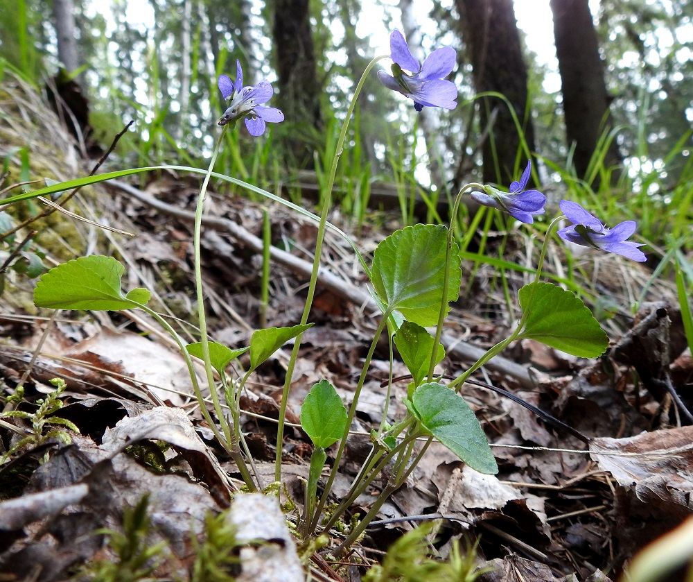 Viola riviniana - metsäorvokki on kukintansa alkuvaiheessa hento ja pienilehtinen sekä näyttää lähes vanakasvilta. Vaikutelma johtuu vielä hyvin lyhyistä varsista ja niihin nähden suhteettoman pitkistä kukkaperistä. Kukkaperien pituus vaihtelee yleensä välillä 3-10 cm. Metsäorvokki on alkuperäinen laji Suomessa. Se on etelästä päin yleinen Etelä-Pohjanmaan, Pohjois-Hämeen, Pohjois-Savon ja Pohjois-Karjalan eliömaakuntien linjalle saakka. Sitä pohjoisempana se on harvinainen Perä-Pohjanmaan ja Koillismaan eliömaakuntiin saakka. St, Sastamala, Vammala, Kaltsila, Poukonvuoren lehtometsärinne, 16.5.2019. Copyright Hannu Kämäräinen.