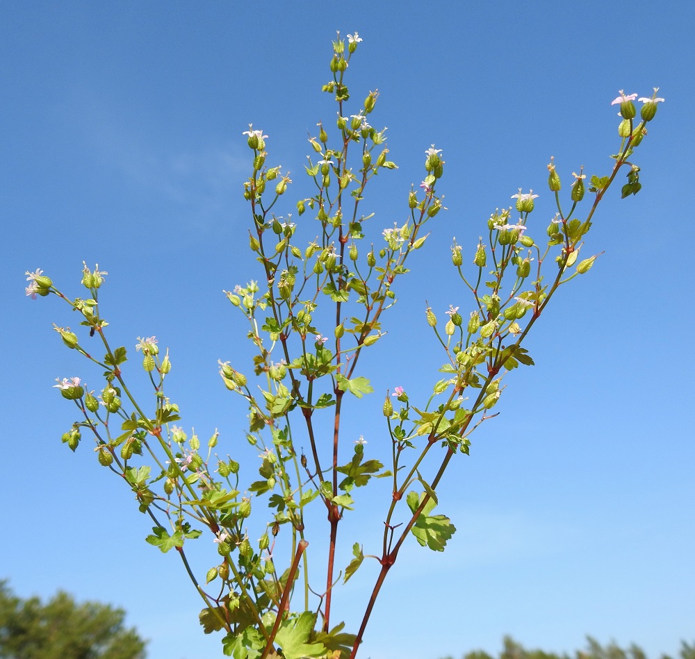 Geranium lucidum - kiiltokurjenpolven kasvun edistyessä se kehittyy useimmiten monivartiseksi ja runsashaaraiseksi sekä yleensä noin 10-40 cm korkeaksi. 21.6.2023. Copyright Hannu Kämäräinen.
