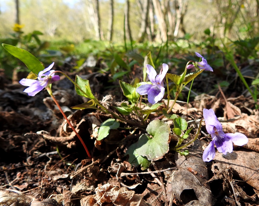 Viola reichenbachiana - pyökkiorvokin kasvupaikkoina Ahvenanmaalla ovat lähinnä pähkinälehdot ja rehevät rantalehdot. Laji on uhanalaisuusarvioinnissa todettu erittäin uhanalaiseksi (EN). Luokitukseen ovat vaikuttaneet lähinnä suppea esiintymisalue, pieni populaatiokoko ja taantuminen. Uhkatekijöinä ovat erityisesti kuusettuminen ja muu kasvualueen umpeutuminen, metsien uudistamis- ja hoitotoimet sekä rakentaminen. 19.5.2025. Copyright Hannu Kämäräinen.