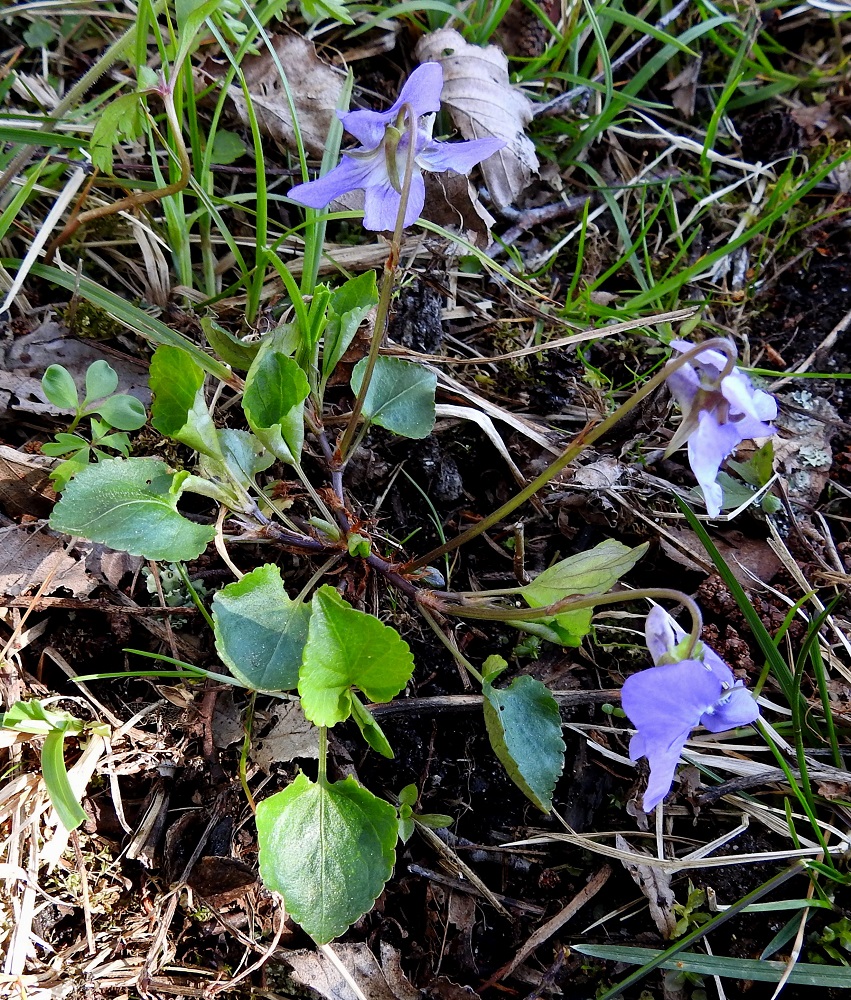 Viola reichenbachiana x riviniana - pyökkiorvokin ja metsäorvokin risteymä on noin 10-20 cm korkea ja yleensä useampivartinen. Niinpä se ei näiltä yleispiirteiltään eroa kantalajeistaan. 19.5.2025. Copyright Hannu Kämäräinen.