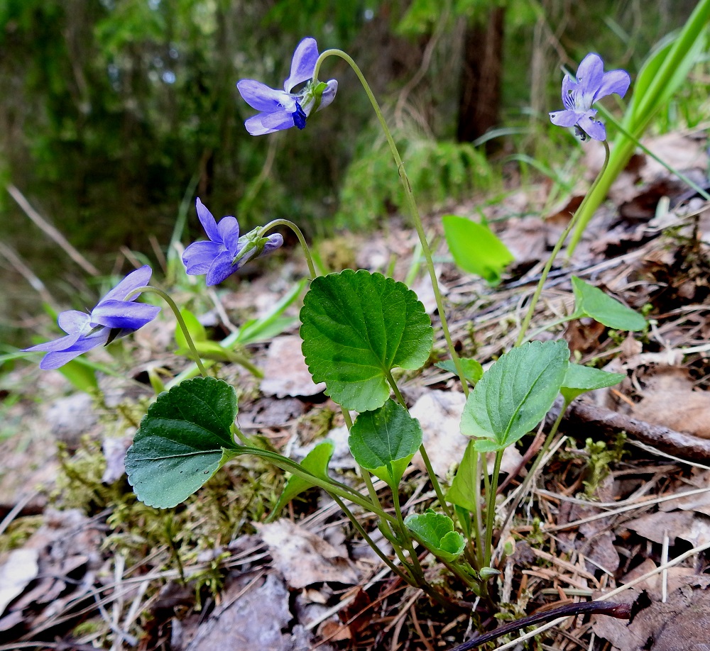Viola riviniana - metsäorvokki on kukintansa eri vaiheissa noin 10-25 cm korkea ja ruusukelehtien ruoti on noin 3-10 cm pitkä. Lajin kasvupaikkoja ovat lähinnä tuoreet metsät ja lehdot sekä jossain määrin myös niittymäiset alueet, pientareet ja metsänreunat. St, Sastamala, Vammala, Kaltsila, Poukonvuoren lehtometsärinne, 16.5.2019. Copyright Hannu Kämäräinen.