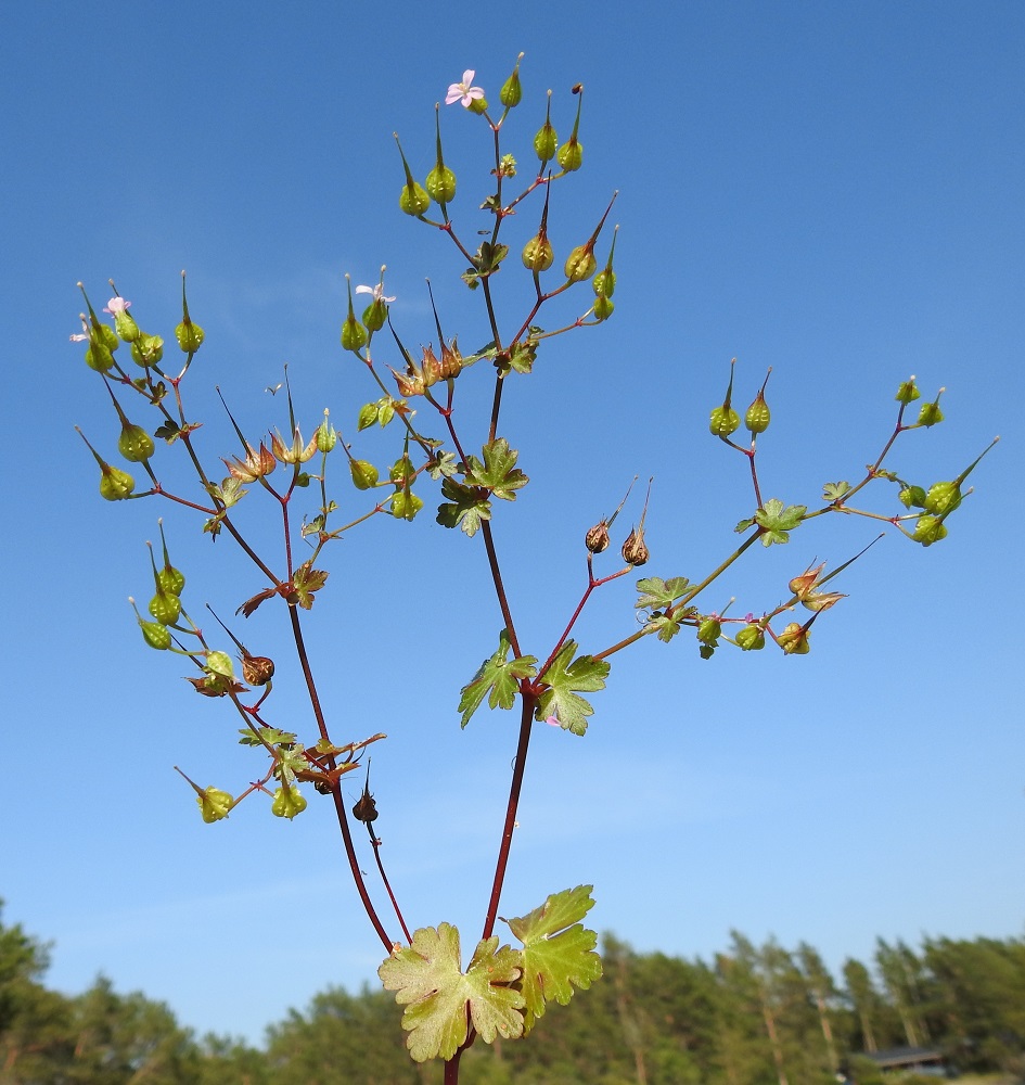 Geranium lucidum - kiiltokurjenpolven varsilehdet ovat haaroittumiskohdissa vastakkain. Kukintohaarat ovat verson ja versohaarojen kärjessä sekä lehtihangoissa. Kukat ovat lähes aina kaksittain. Kukinta-aika on pitkähkö, mutta yksittäisten kukkien kehitys on nopeaa. Kärkiosissakin avointen teriöiden ympärillä on jo hedelmävaiheisia kukkia, ja hieman alempana niiden hedelmyksetkin ovat jo tiessään. 21.6.2023. Copyright Hannu Kämäräinen.
