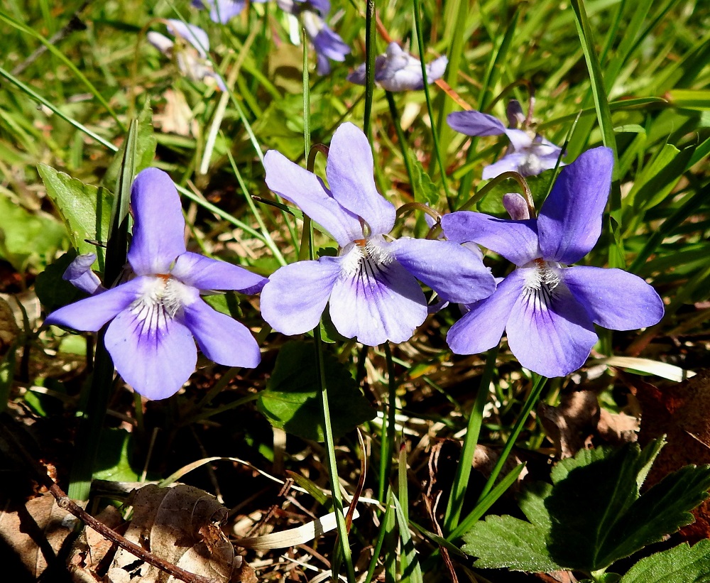 Viola reichenbachiana x riviniana - pyökkiorvokin ja metsäorvokin risteymän teriö kannuksineen usein vivahtaa, valostakin riippuen, hieman sinipunertavaan. Koska kantalajien teriöiden kokomitat ovat osittain sisäkkäiset, ei risteymäkään varsinaisesti teriön koon perusteella erotu. Kuvasarjan risteymäyksilöillä teriön pituus sijoittuu noin välille 15-20 mm. Risteymän terälehdet ovat keskimäärin pyökkiorvokin terälehtiä hieman leveämmät ja sen vuoksi useimmiten vähän limittäiset. 19.5.2025. Copyright Hannu Kämäräinen.