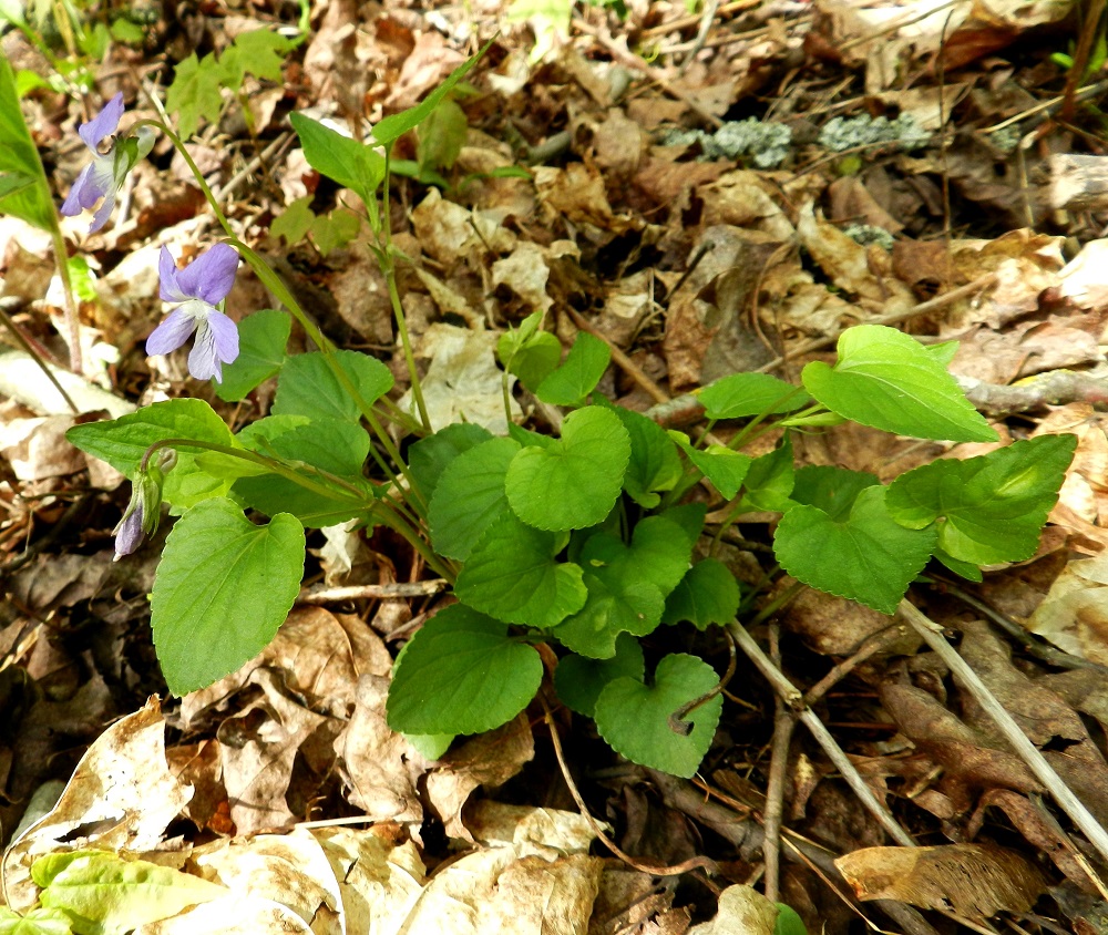 Viola riviniana - metsäorvokin hyvä tuntomerkki erotuksena aho-orvokista, V. canina, on lehtiruusuke, jota jälkimmäisellä ei ole. Kuvan lehtometsässä kasvavalla yksilöllä ruusuke on tavallista runsaslehtisempi. EH, Tampere, Pyynikki, etelärinne Pyynikintien pohjoispuolella, lehtometsärinteen alaosa, luonnonsuojelualue, 19.5.2012. Copyright Hannu Kämäräinen.