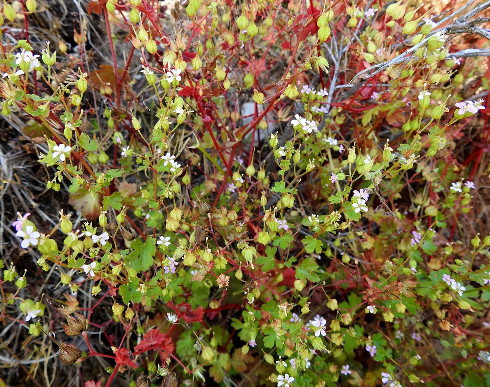 Geranium lucidum - kiiltokurjenpolven samassakin kasvustossa versot voivat olla lähes vihreät tai punaiset. Myös teriön värit saattavat vaihdella tyypillisestä vaaleanpunaisesta lähes tai aivan valkoiseen. 21.6.2023. Copyright Hannu Kämäräinen.