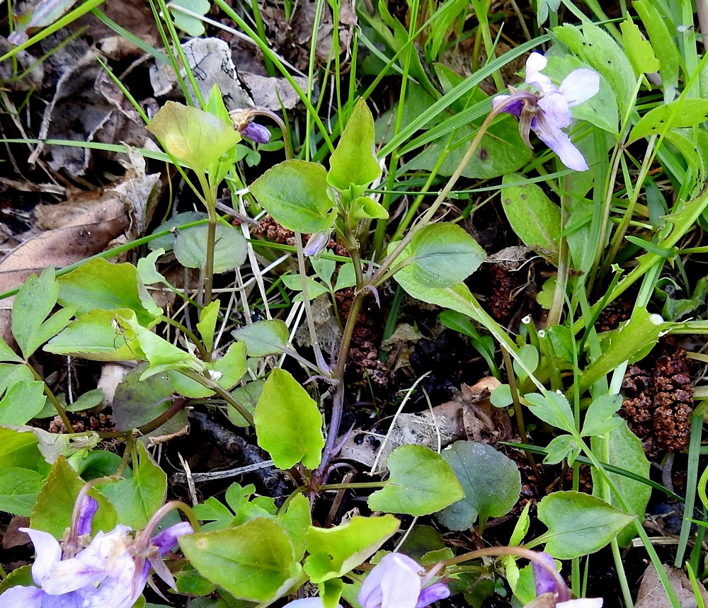 Viola reichenbachiana - pyökkiorvokin varsilehdet ovat kukkivissa varsissa kierteisesti, ja niitä on useimmiten kolmesta viiteen. Kukkia on vartta kohti yleisimmin yhdestä kolmeen, ja ne ovat yksittäin lehtihangoissa. Kukkaperä on kalju ja tavallisesti noin 3-6 cm pitkä. 19.5.2025. Copyright Hannu Kämäräinen.
