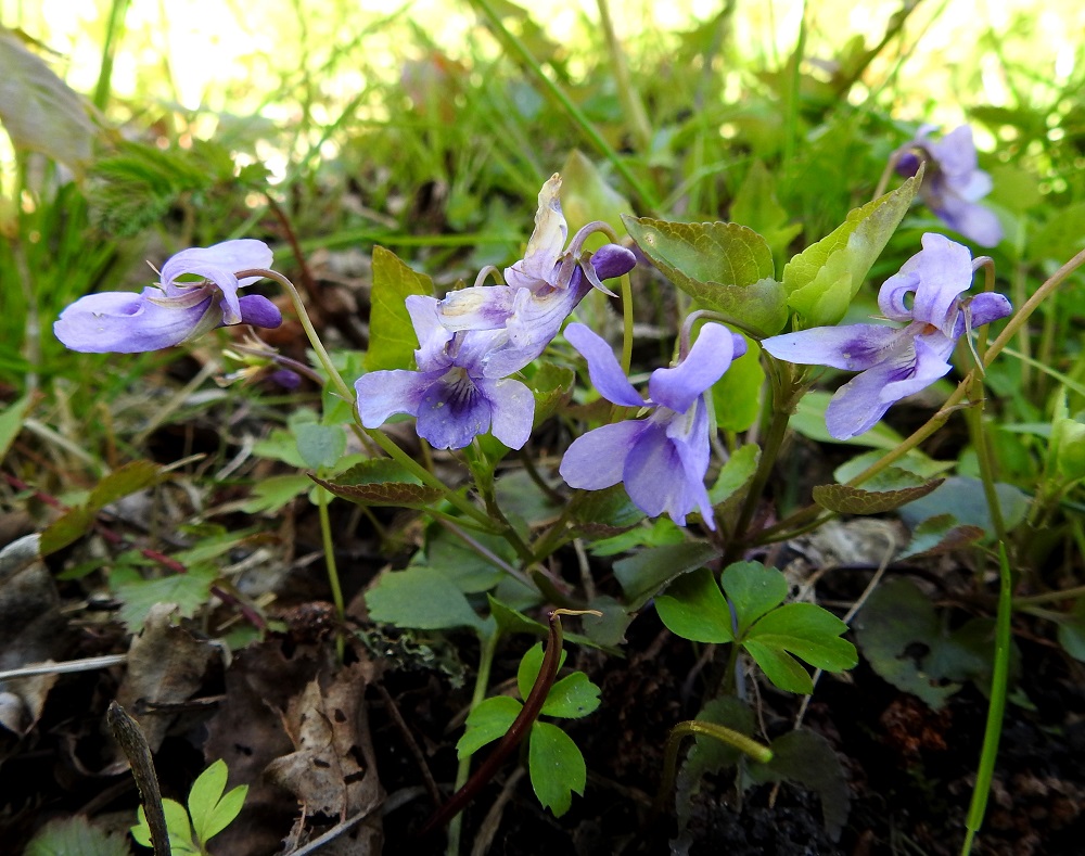 Viola reichenbachiana - pyökkiorvokin kukat ovat orvokkien tapaan nuokkuvia, ja ne ovat tuoksuttomia sekä yltävät selvästi hankalehtensä yläpuolelle. Teriö on vastakohtainen, ja terälehtiä on viisi. Ylin terälehtipari taipuu usein voimakkaasti taaksepäin. 19.5.2025. Copyright Hannu Kämäräinen.