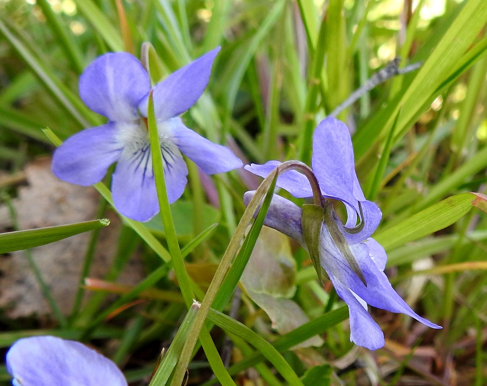 Viola reichenbachiana x riviniana - pyökkiorvokin ja metsäorvokin risteymän varmistamiseksi kukkaa ja teriötä on tarkasteltava lähemmin ja etsittävä ristiriitoja puhtaisiin kantalajeihin. Otetun kuvasarjan kasvupaikalla kaikkien metsäorvokkien kannus oli valkoinen. Myös muualla Nåtössä metsäorvokit näyttävät olevan valkokannuksisia. Kuvassa oikealla olevan kukan sivuprofiili paljastaa, että muuten sinisen teriön kannus on sävyltään hailean sinipunainen. Verholehtien tyvilisäkkeet ovat pyökkiorvokin tyyppisesti aivan tylppäpäiset ja lyhyet. Saman yksilön taaempi teriökuva edestä päin kuitenkin osoittaa varmuudella, ettei kyse voi olla puhtaasta pyökkiorvokista. 19.5.2025. Copyright Hannu Kämäräinen.